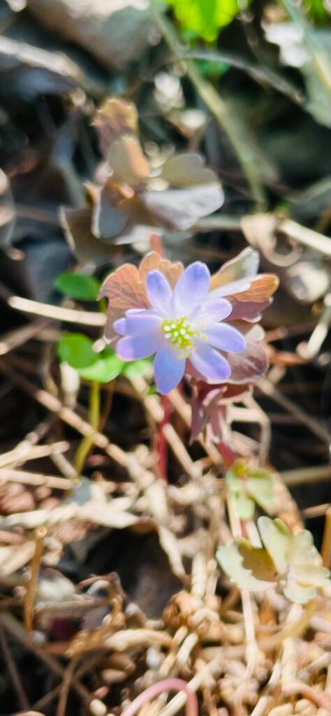 Native spring plants in SE North America 8a