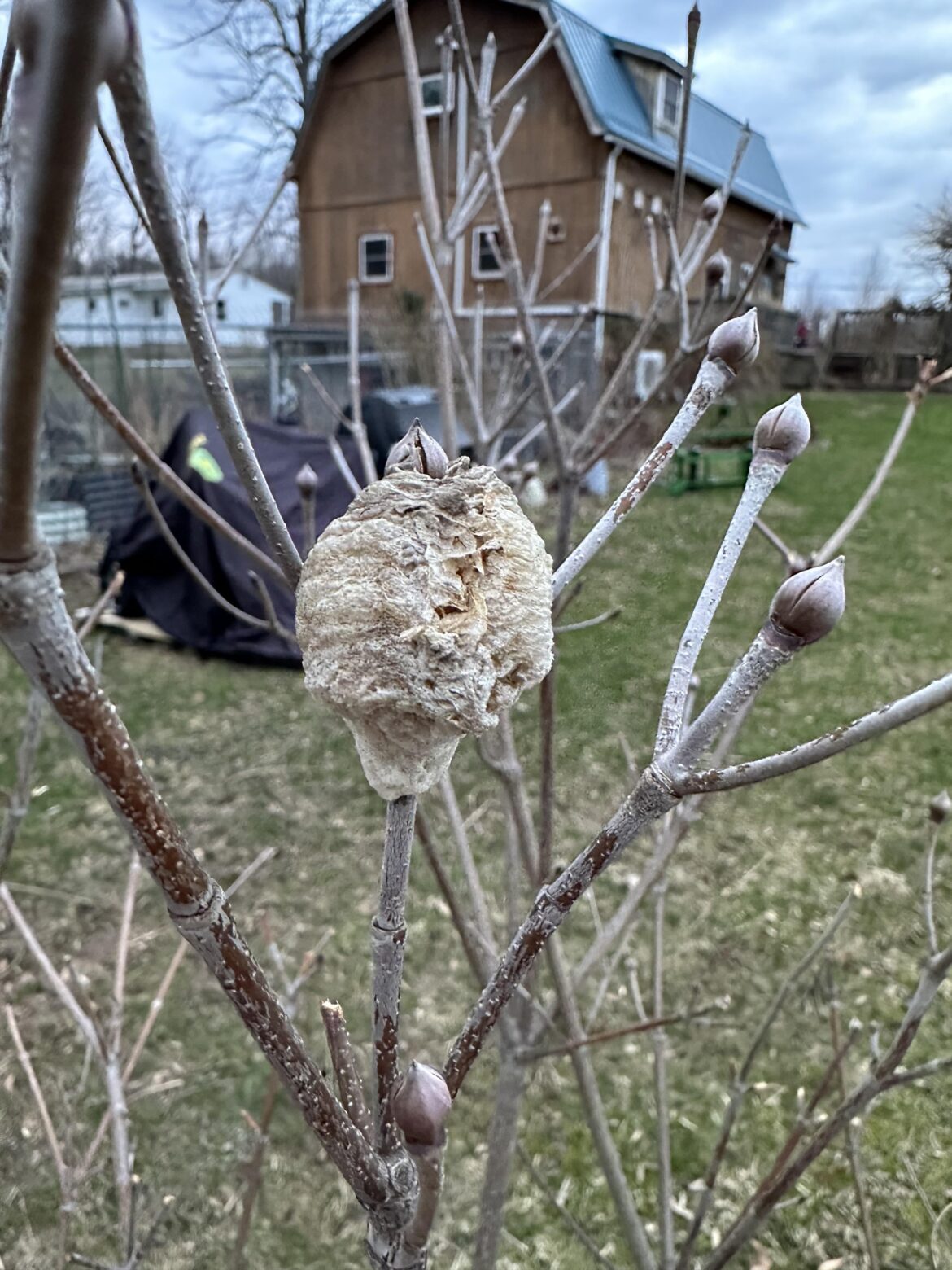 What is this thing on my dogwood?