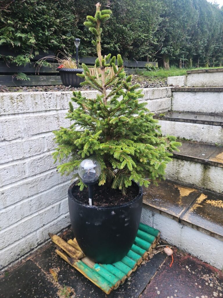 Forever Christmas tree Forever Christmas tree