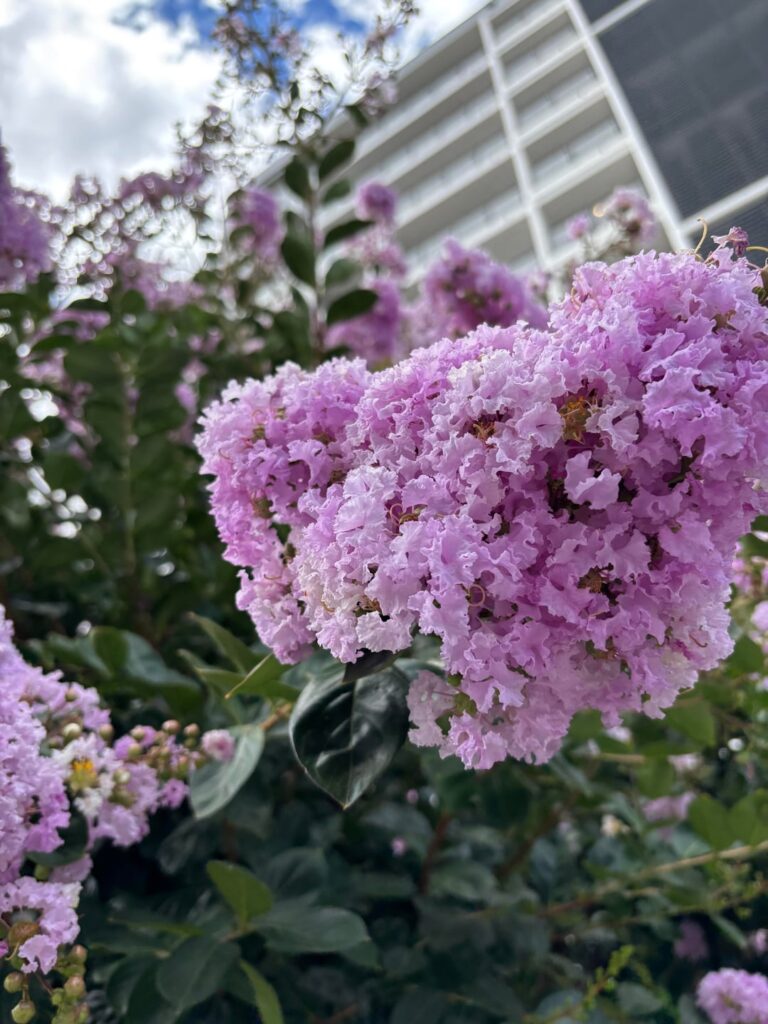 Love seeing these turn from 💜 to 🤍 Fall is near ☺️