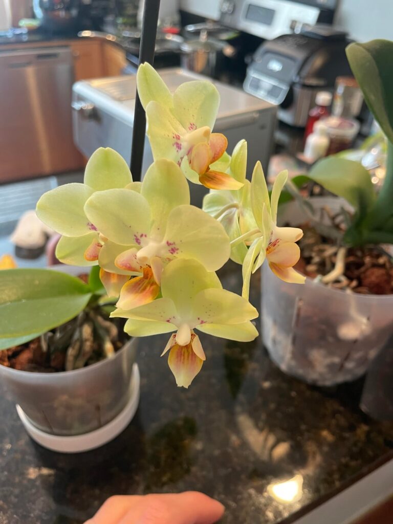 Some of my blooms currently