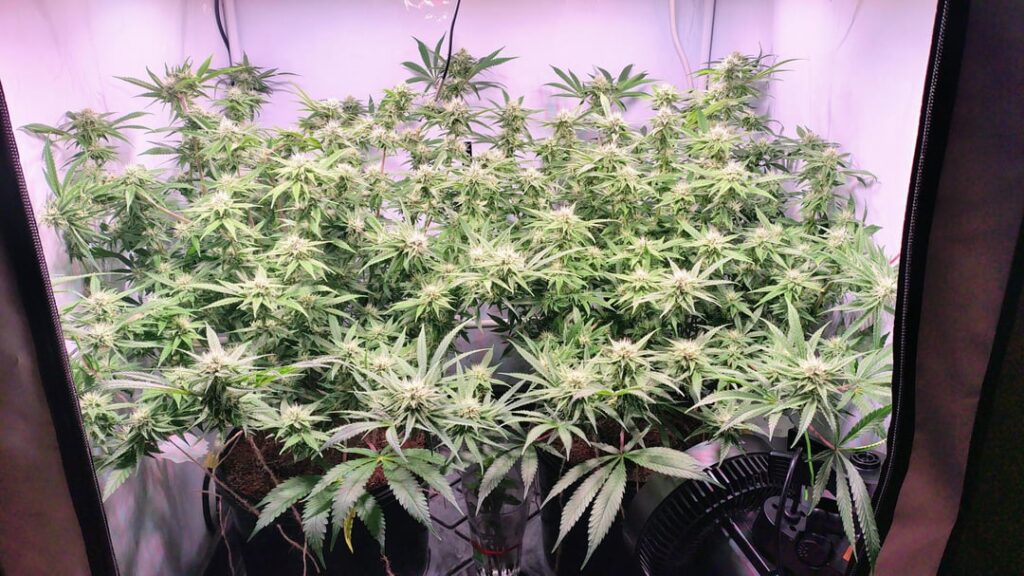 Santa Maria Week 5 of Flowering