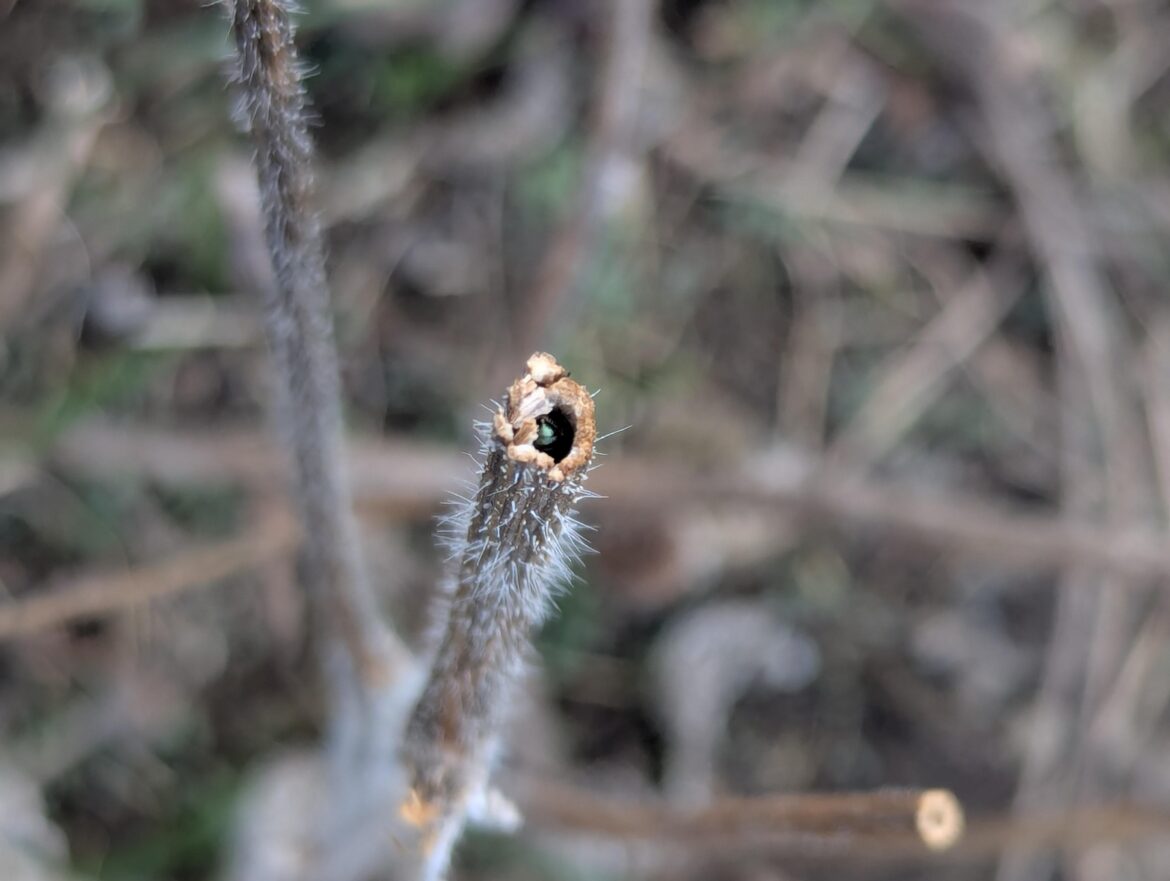 Habitat!