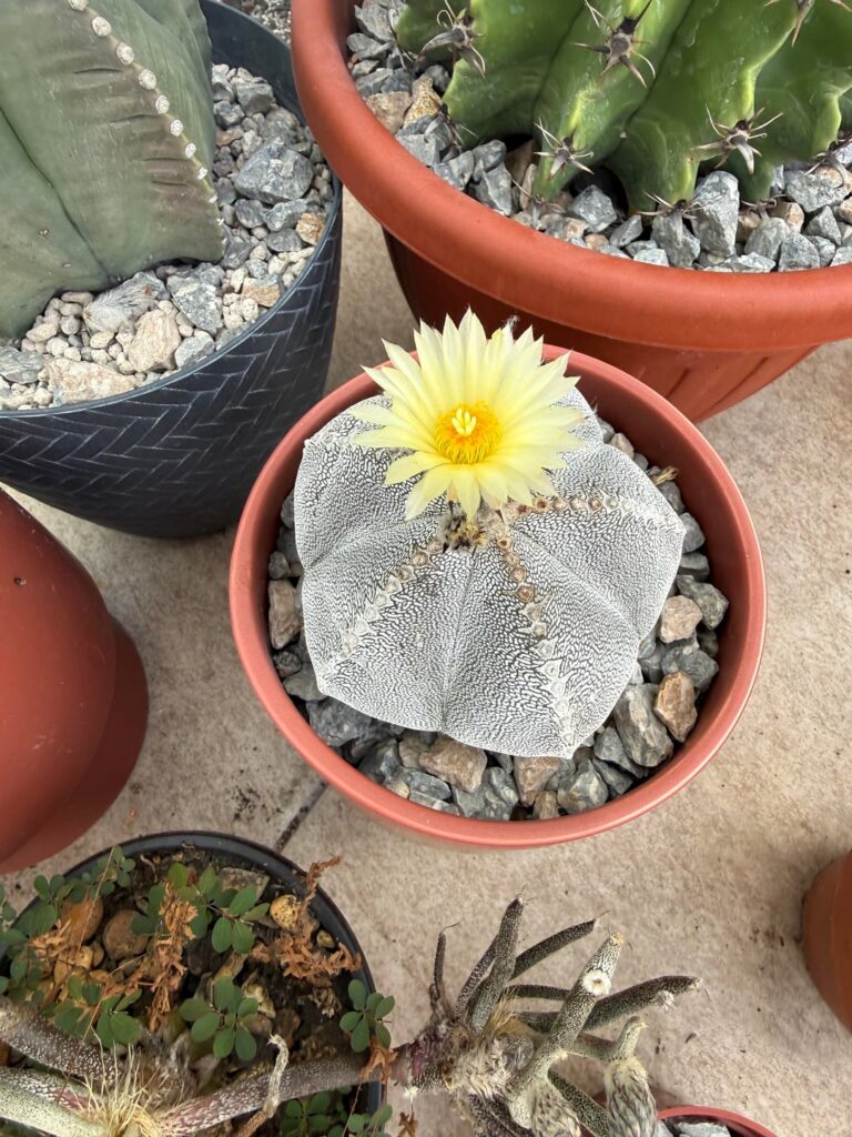 Flowers of the day🌼🌼🌼🌼