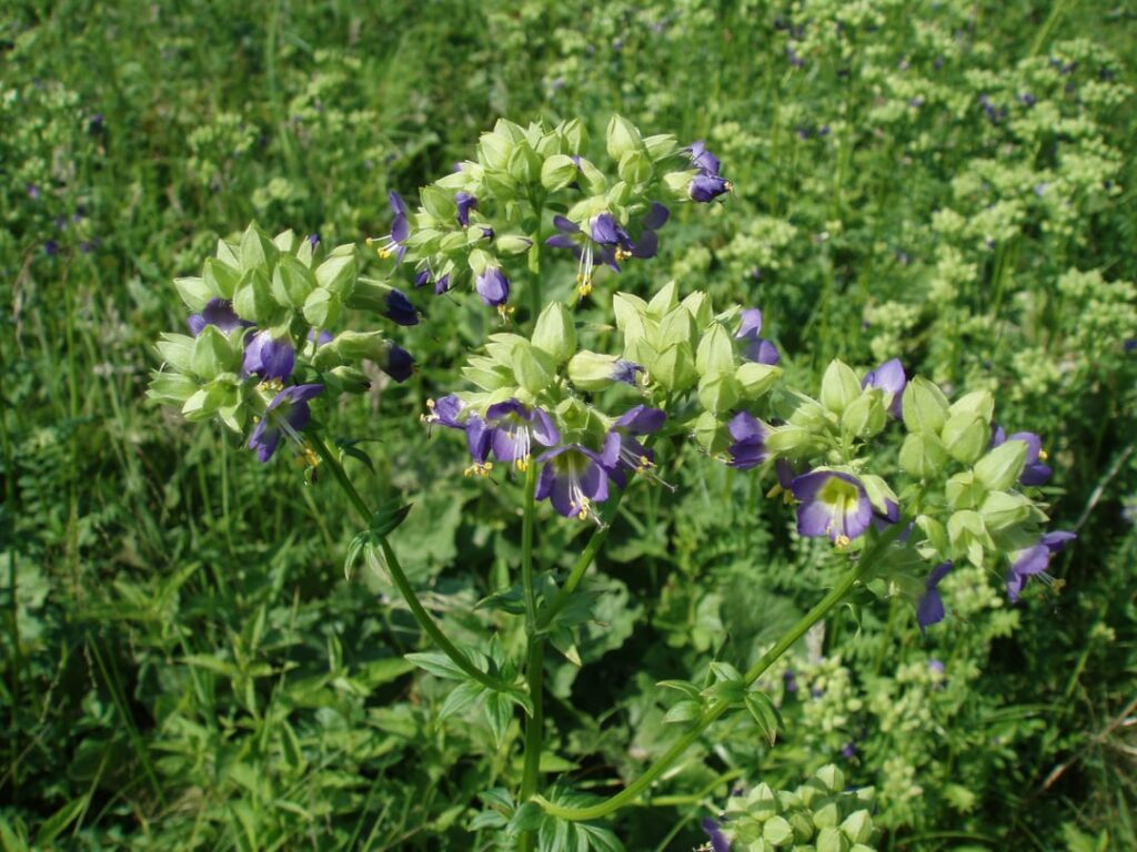 Rare and Endangered spotlight – Polemonium vanbruntiae, aka Appalachian Jacob’s Ladder, or Bog Jacob’s Ladder Rare and Endangered spotlight - Polemonium vanbruntiae, aka Appalachian Jacob's Ladder, or Bog Jacob's Ladder