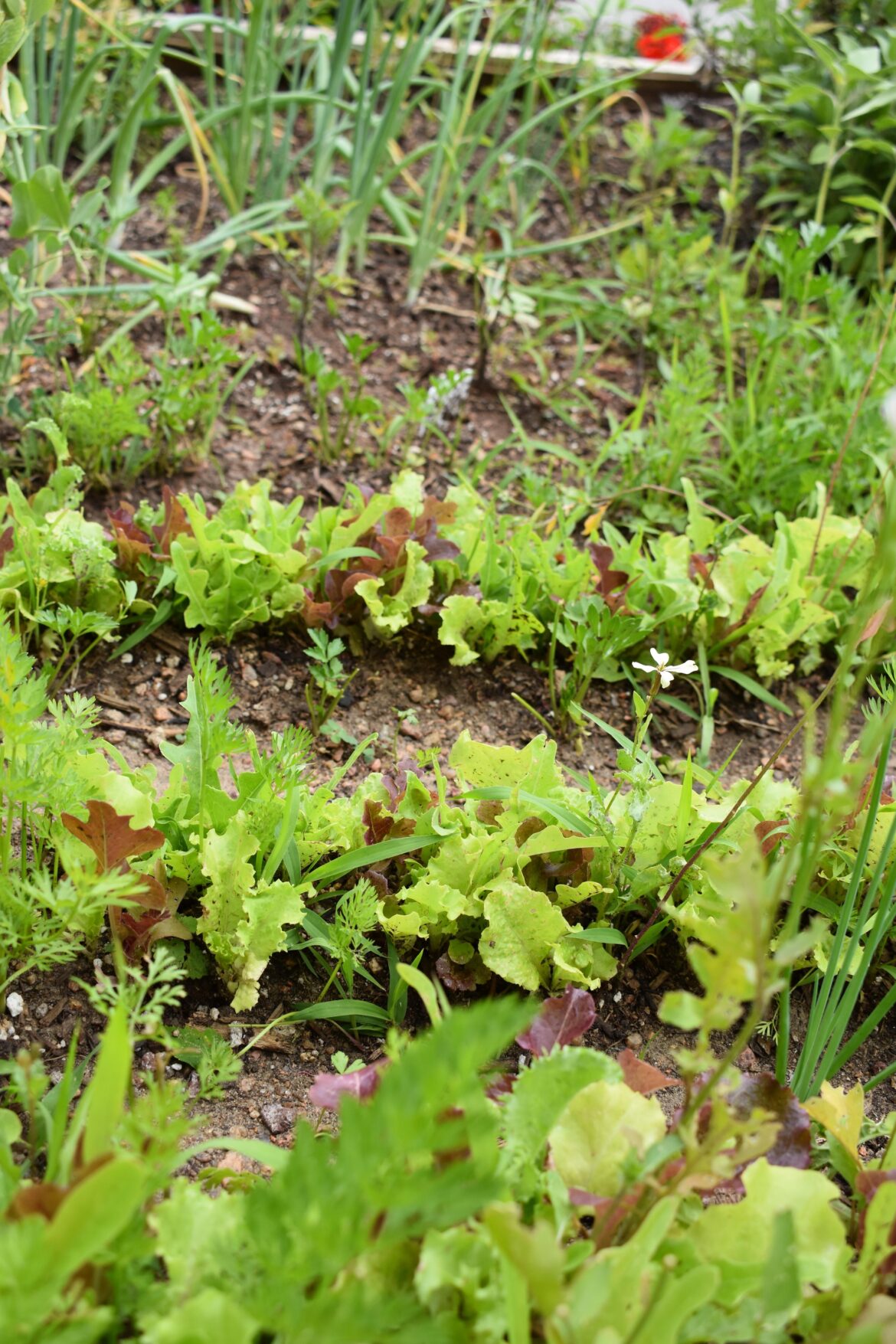 Has anyone else already started their veggie garden?