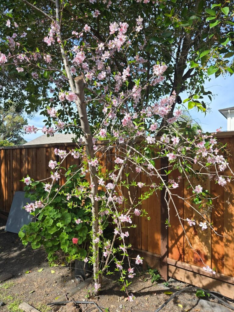 What's this tree in our backyard?