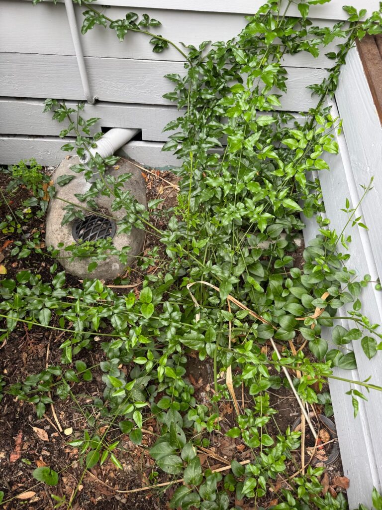 Plant ID please Plant ID please