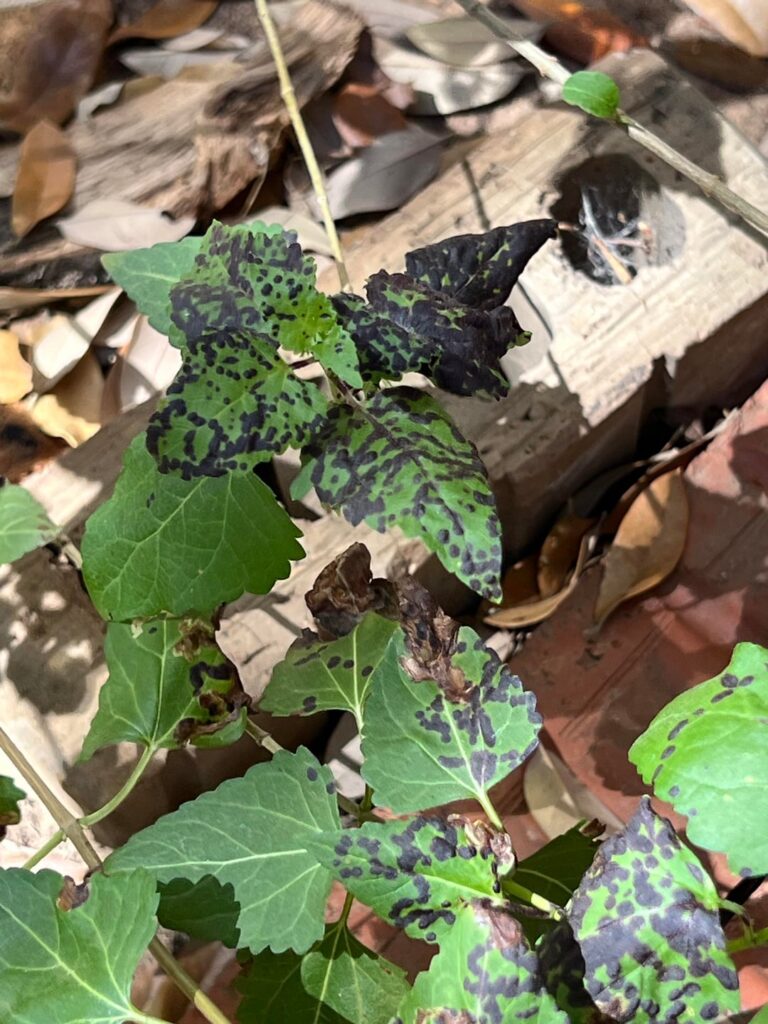 What’s happening to my fragrant mist flower leaves?
