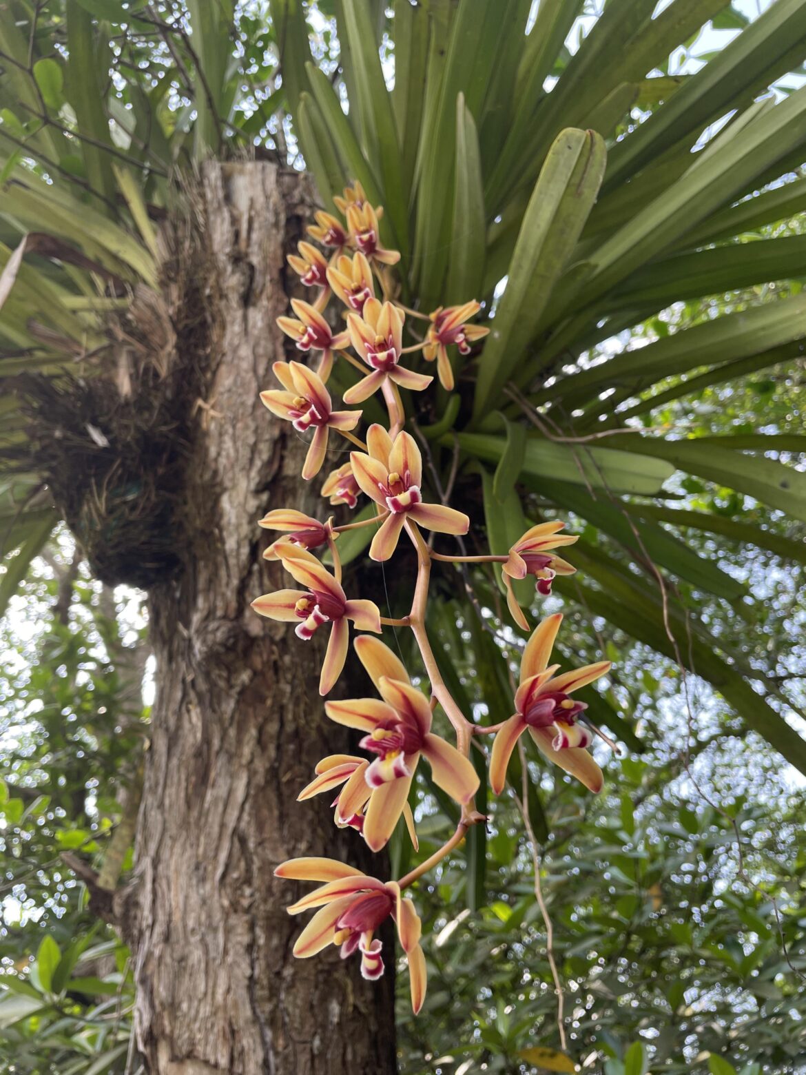 𝘊𝘺𝘮𝘣𝘪𝘥𝘪𝘶𝘮 𝘧𝘪𝘯𝘭𝘢𝘺𝘴𝘰𝘯𝘪𝘢𝘯𝘶𝘮 (OC)