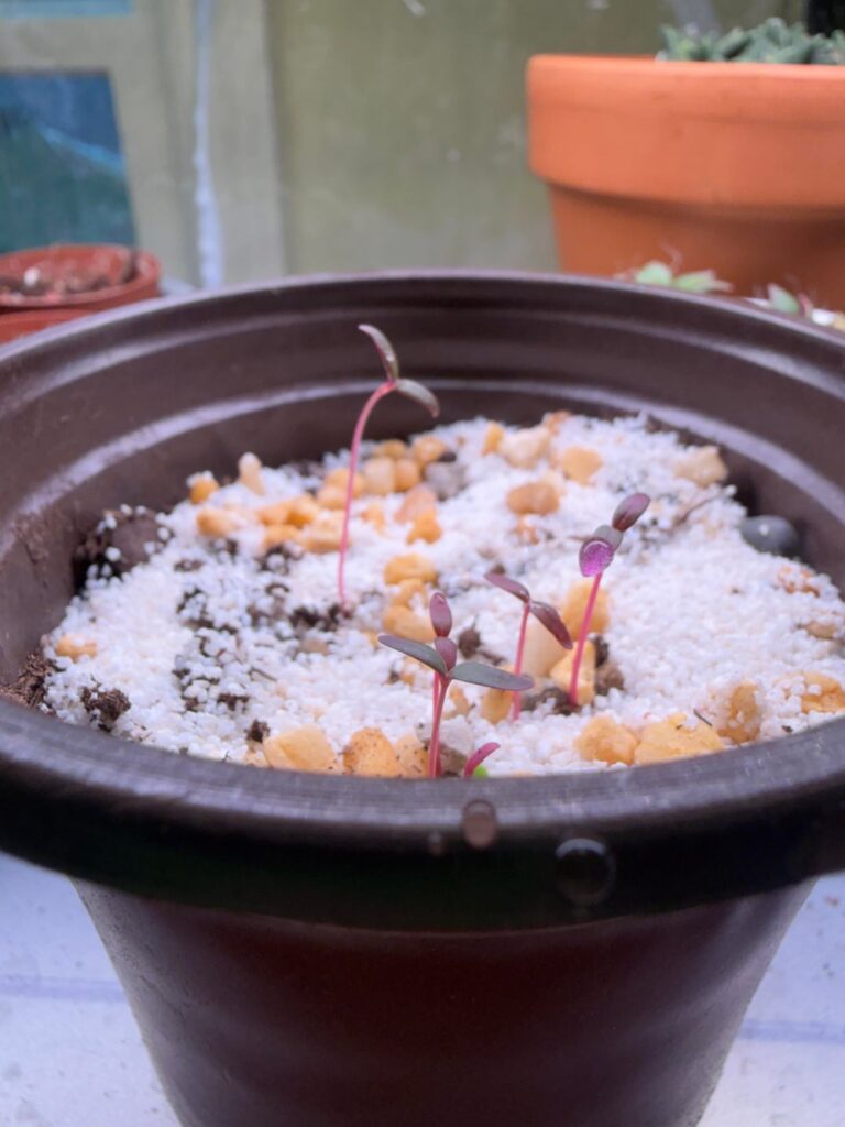 Are these Lithops Seedlings?