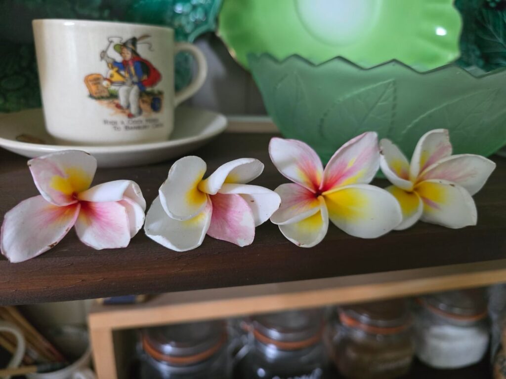 Why are my flowers having identity crisis? [Plumeria]