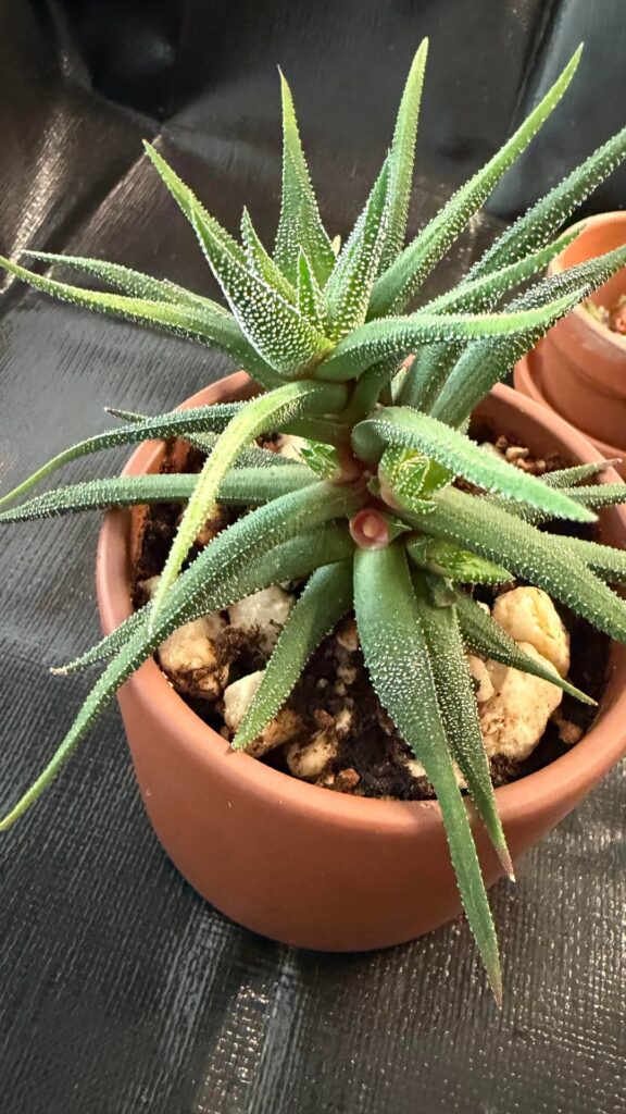 Succulent baby help
