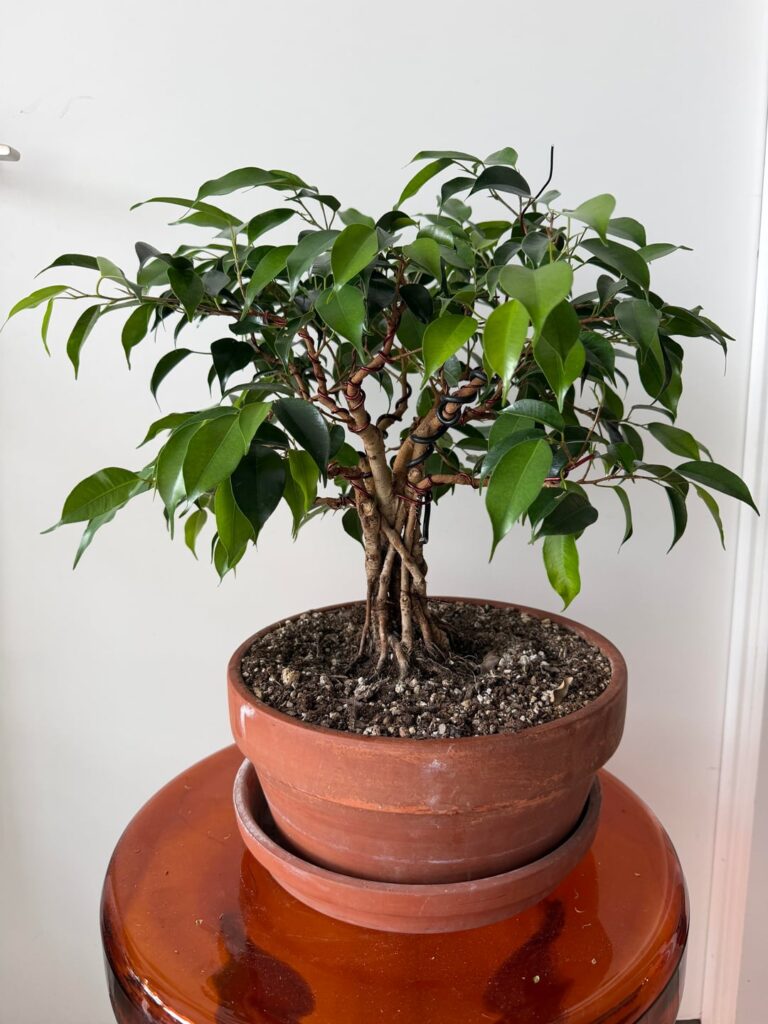 Pot Selection help + long term vision styling.