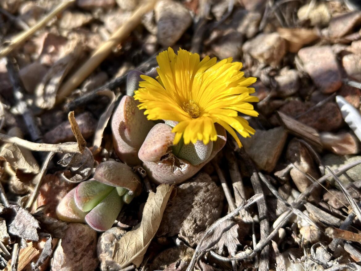 Ihlenfeldtia vanzylii flowered this week after its first full winter in the xeriscape. Coldest night was only about -9C and we had many above average days in the 40s and 50s. New Mexico, USA.