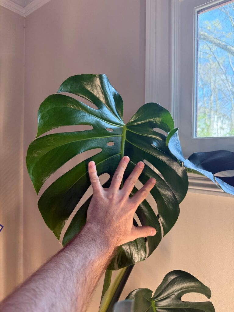 I tried the air root thing...