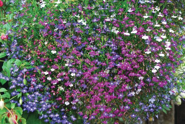 Flowers