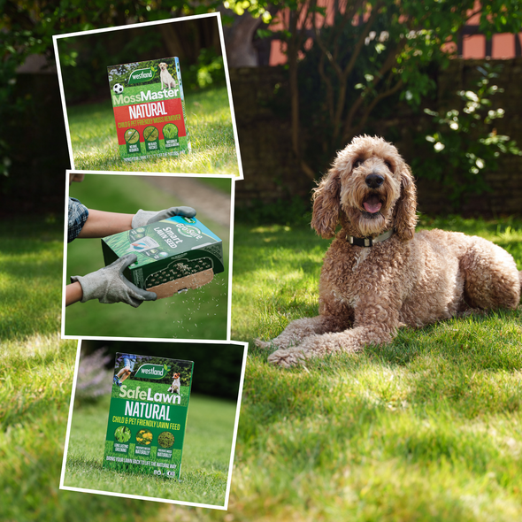 A dog on a lawn