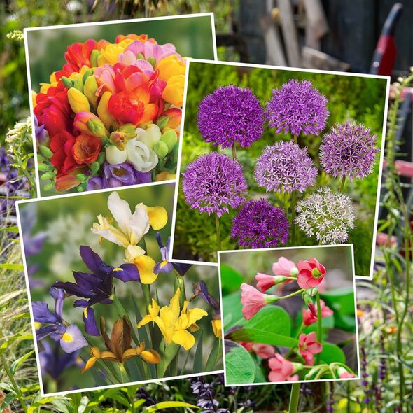 Flowers