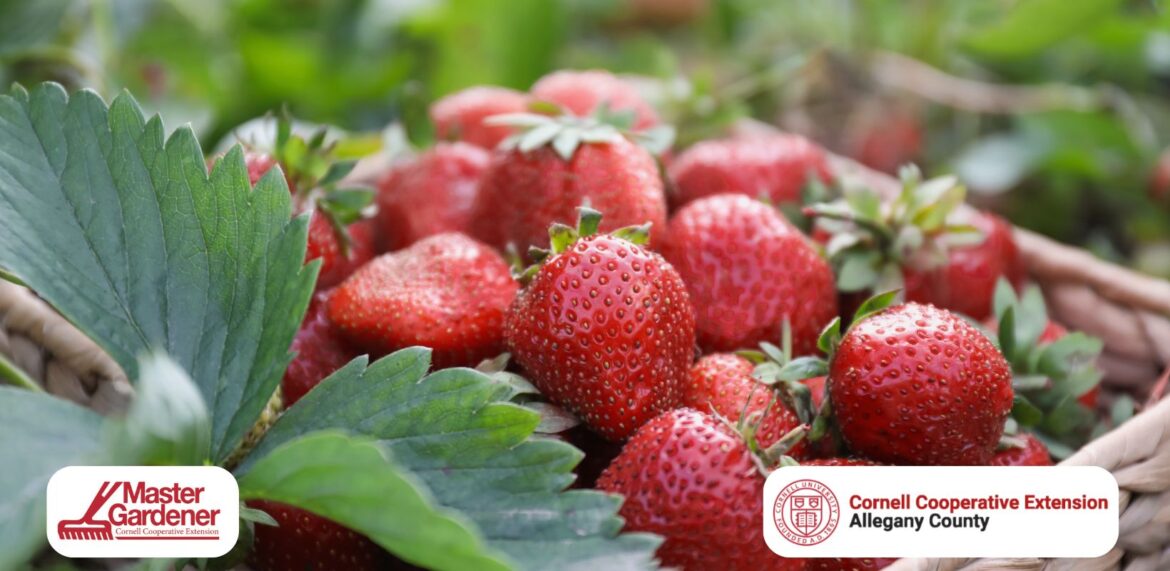 Grow Your Own Strawberry Garden! Learn from the Master Mary Lu Wells Grow Your Own Strawberry Garden! Learn from the Master Mary Lu Wells