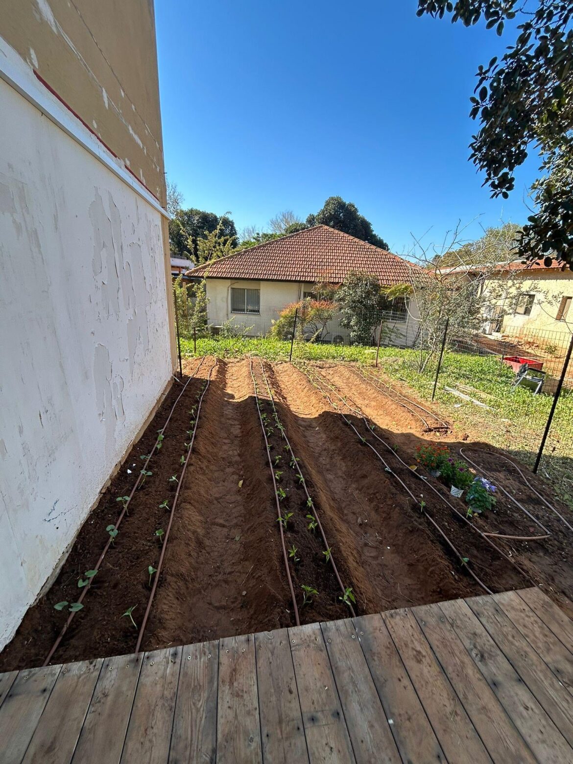 Back yard garden