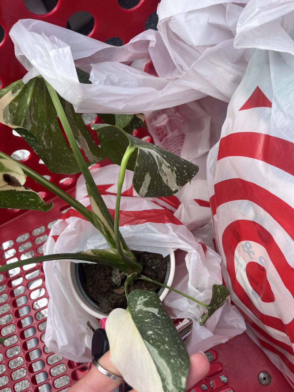 Found Monstera Thai Con at target with half moon !🌱