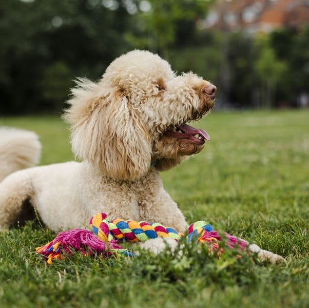 dog with toys on grass