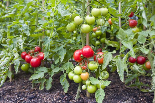 Indeterminate (cordon) tomato plants growing outside in UK Indeterminate (cordon) tomato plants growing outside in UK