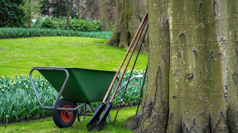 A wheel barrow and rakes sitting on green grass