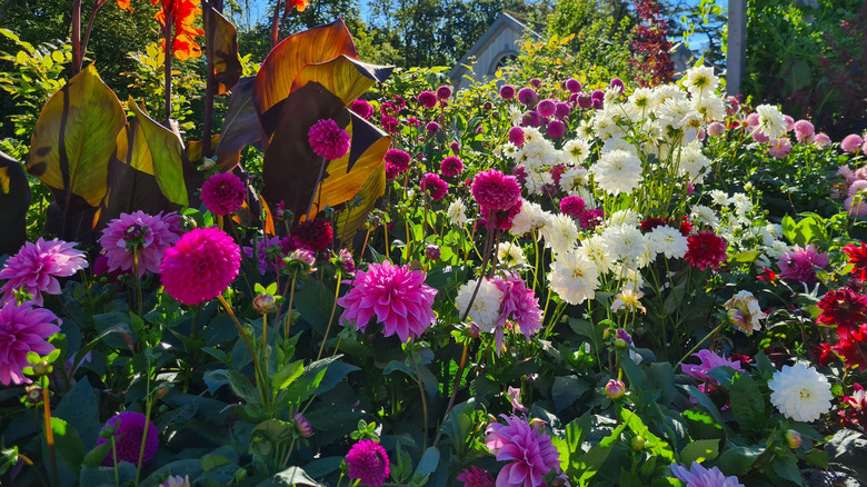 Different varieties of colorful flowers growing in a garden