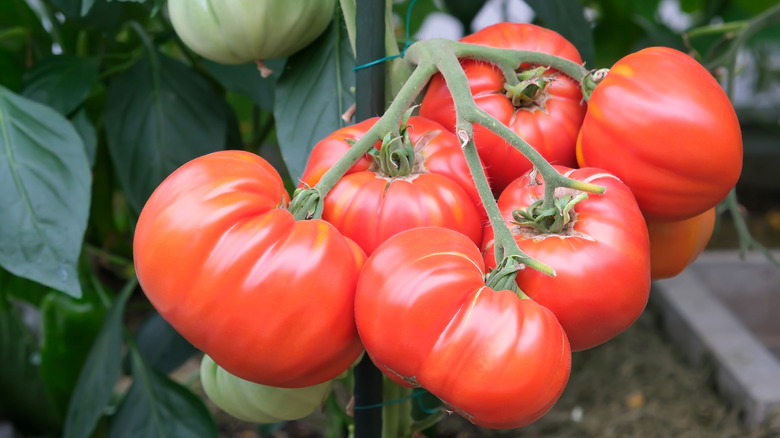 A bunch of ripe red tomatoes, ready to be picked