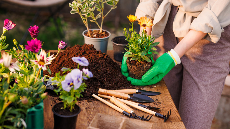 A gardener working at a potting table laden with plants and various tools