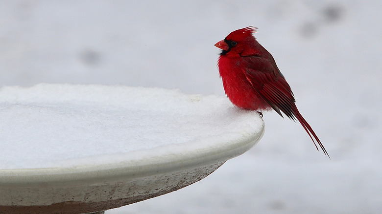 cardinal sitting on frozen birdbath