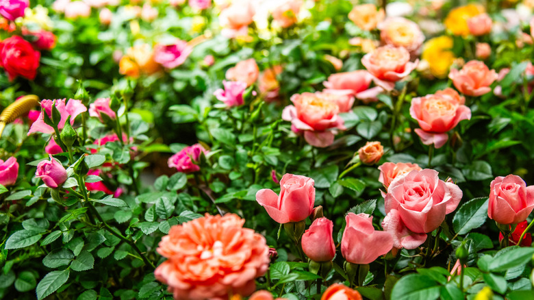 Variety of roses blooming in a garden