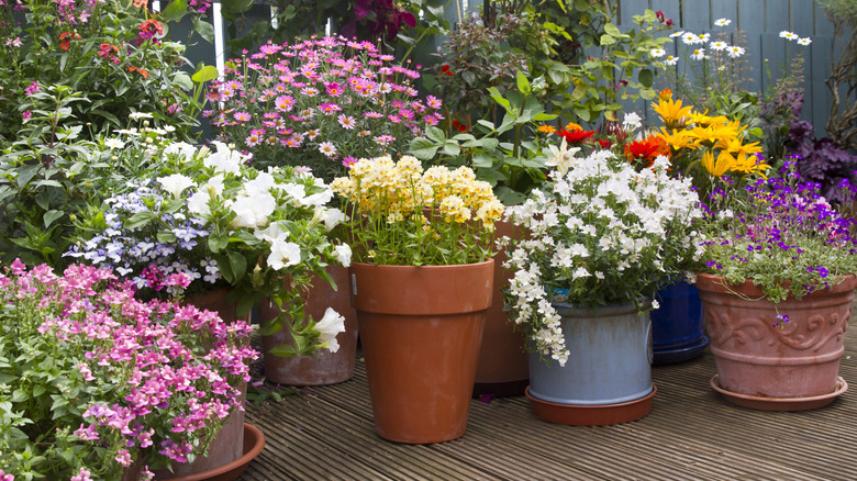 A container garden featuring different types of flowers