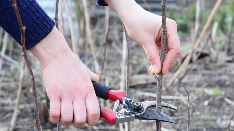 A gardener prunes the old canes on her raspberry bush.