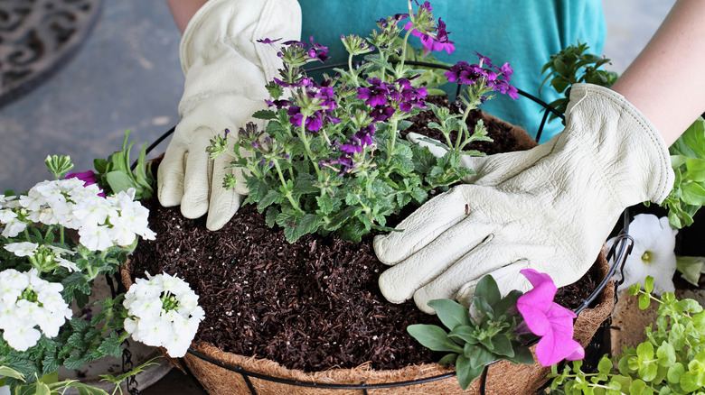 Woman is planting flowers in a hanging basket.