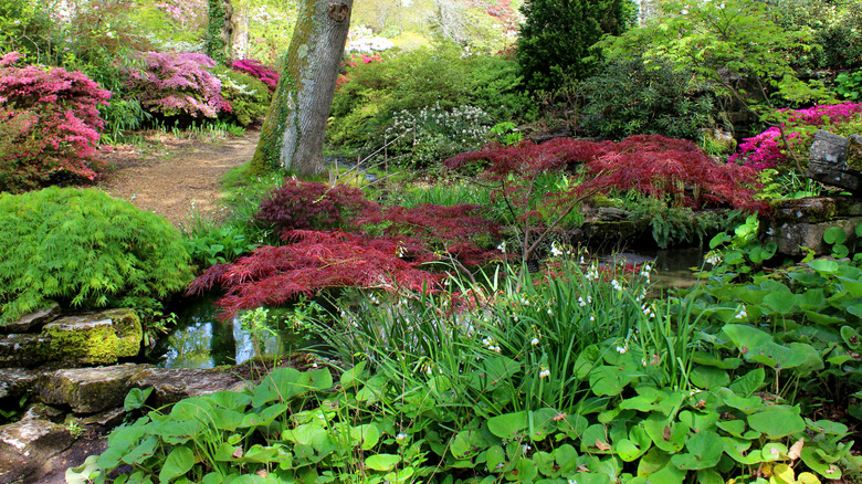 A colorful bog garden area with dozens of different plants