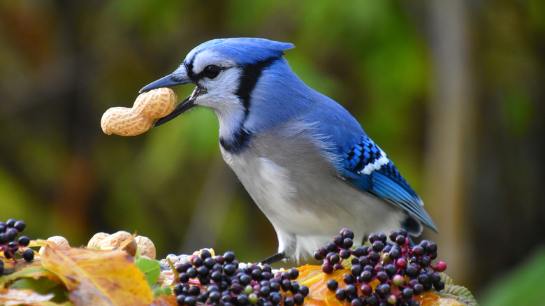 A blue jay with a peanut in its beak perched on a pile of leaves and berries