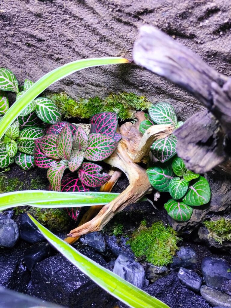 How fast does moss reproduce/ spread?