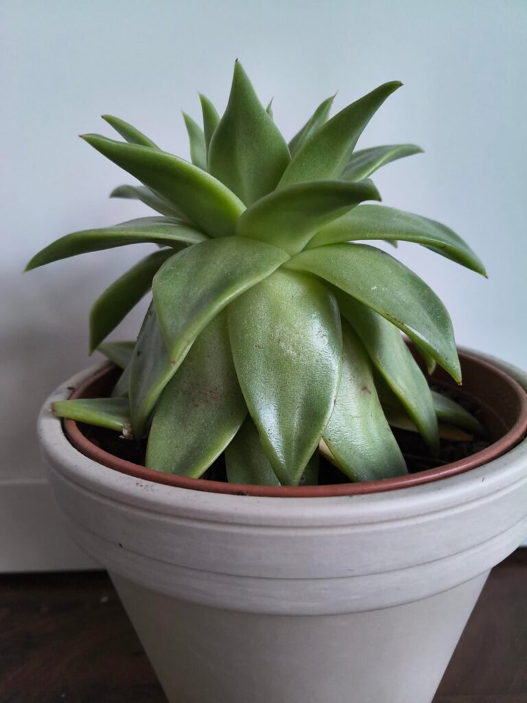 I need help with my three first echeverias I need help with my three first echeverias