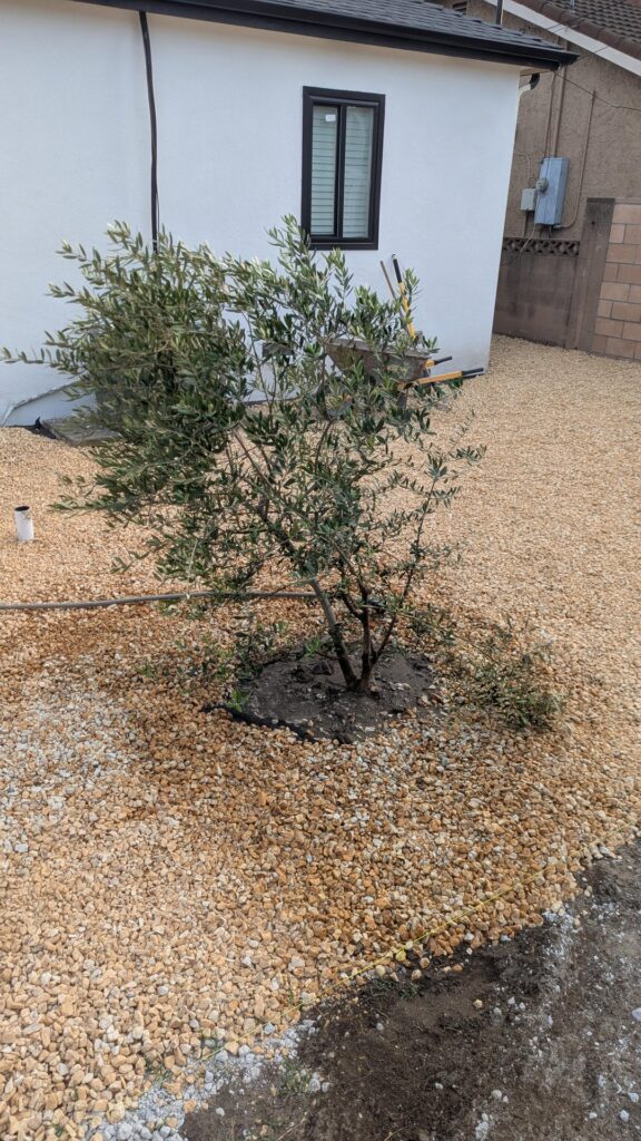 Help - leaning olive tree