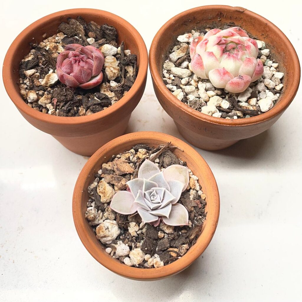 They looked so nice and plump after watering weekend