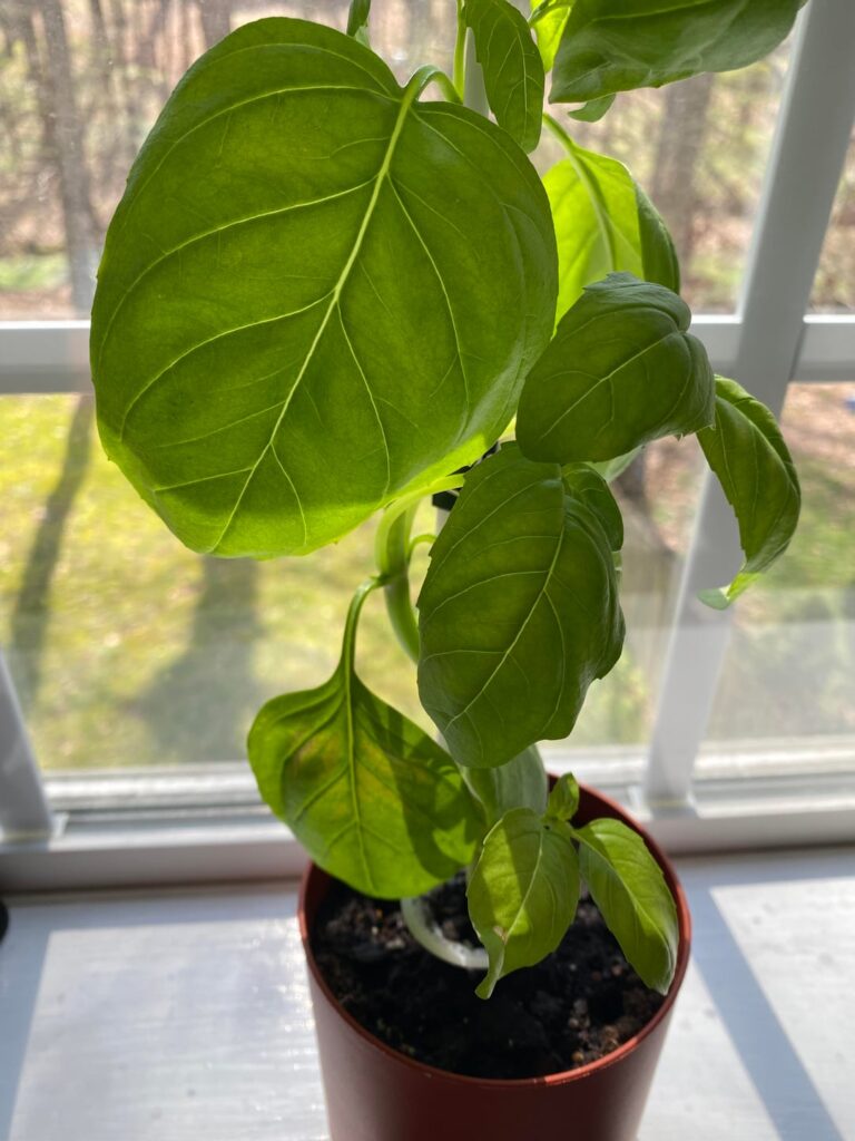 Massive basil leaves