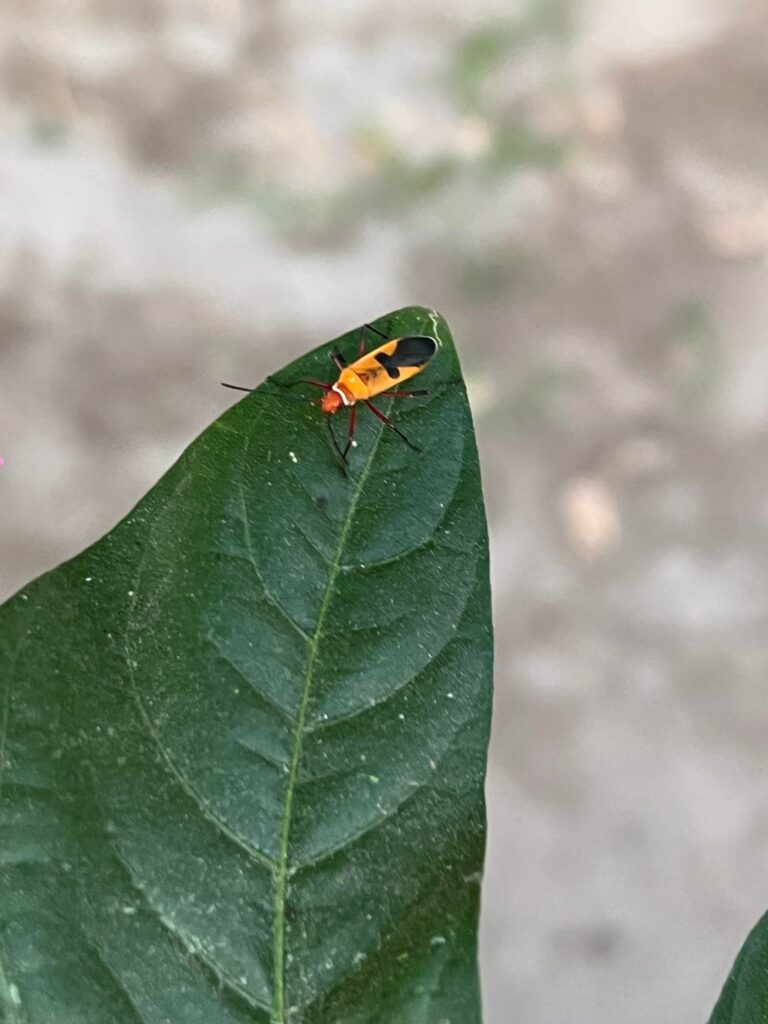Friend or foe?