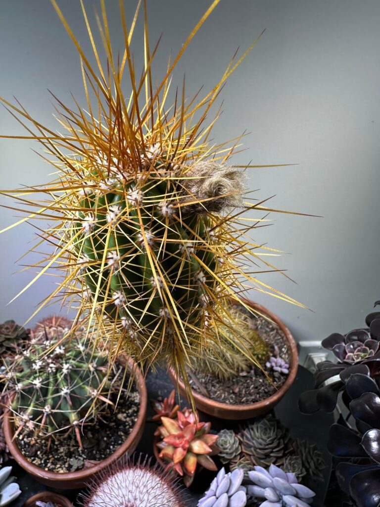 Will it flower? Will it flower?