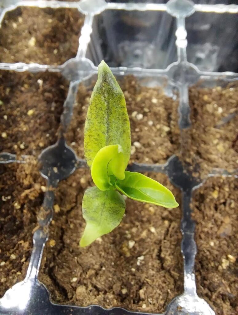 What’s up with my garden salsa pepper seedlings? Started 2/18