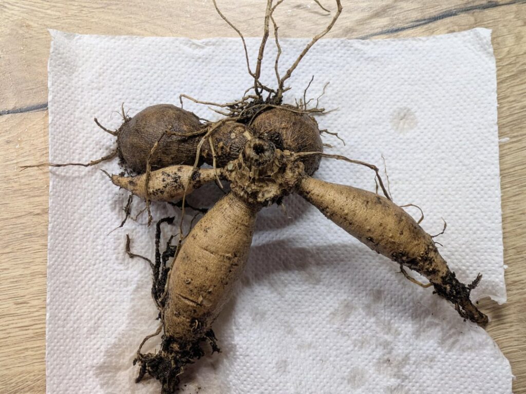 First time digging out tuber First time digging out tuber