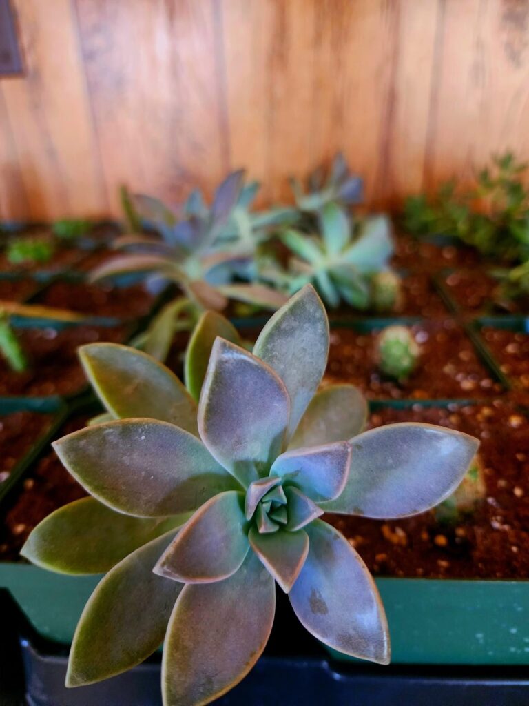 So many succulents! 😎
