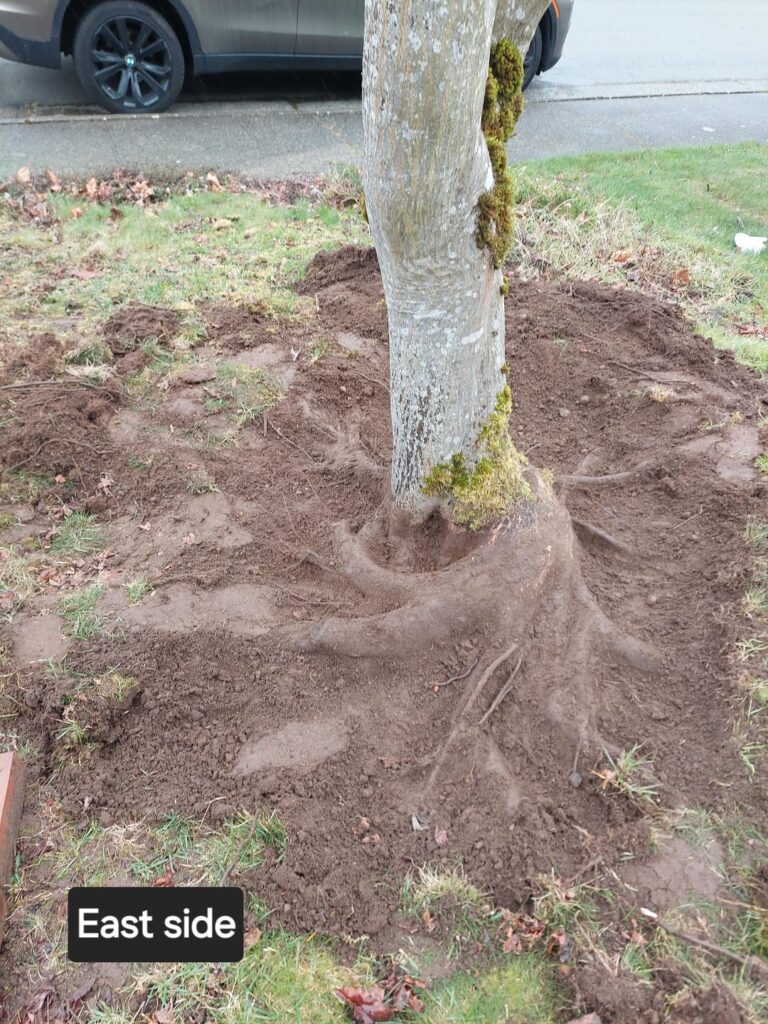 Japanese Maple root flare questions Japanese Maple root flare questions